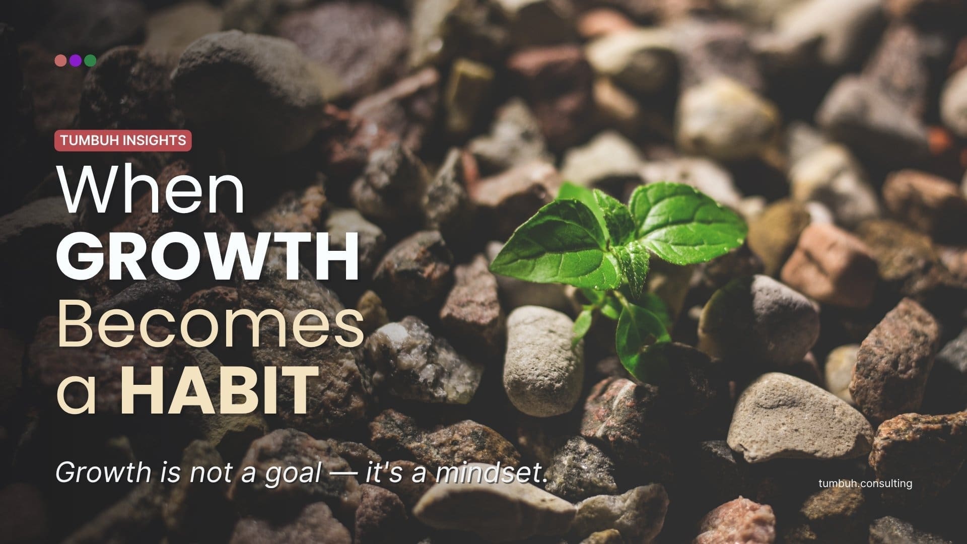 TUMBUH Insights: Growth Habit Featured Image