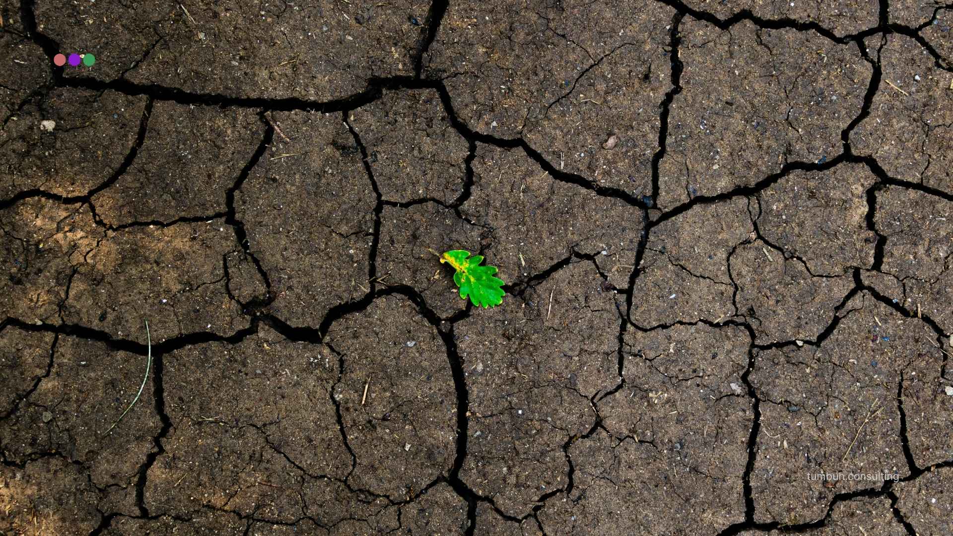 TUMBUH Insights - Falling Leaf to a Brand Reborn - Cracked Line